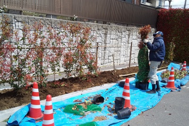 工場敷地内の緑化(レッドロビン植栽)